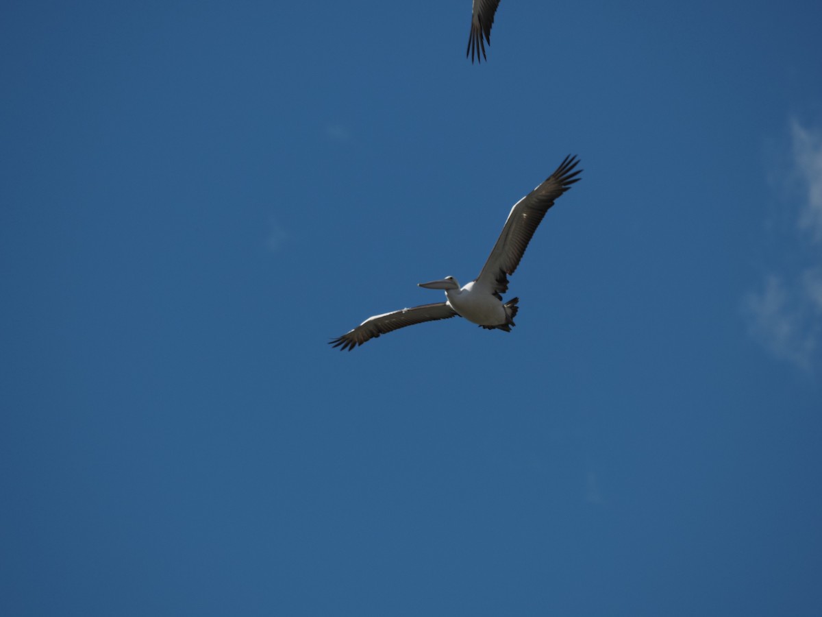 Australian Pelican - ML616843951