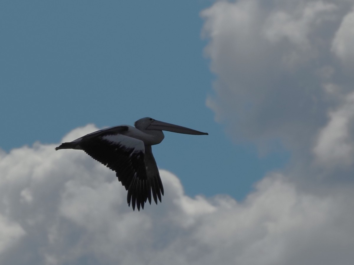 Австралийский пеликан - ML616843952