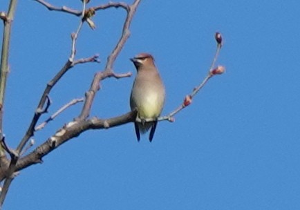 Cedar Waxwing - ML616843954