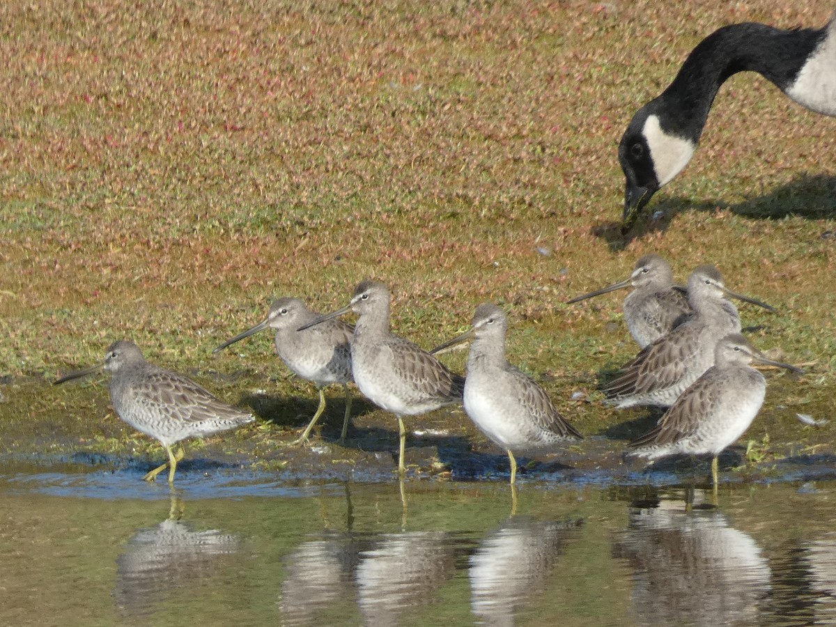Long-billed Dowitcher - ML616843999
