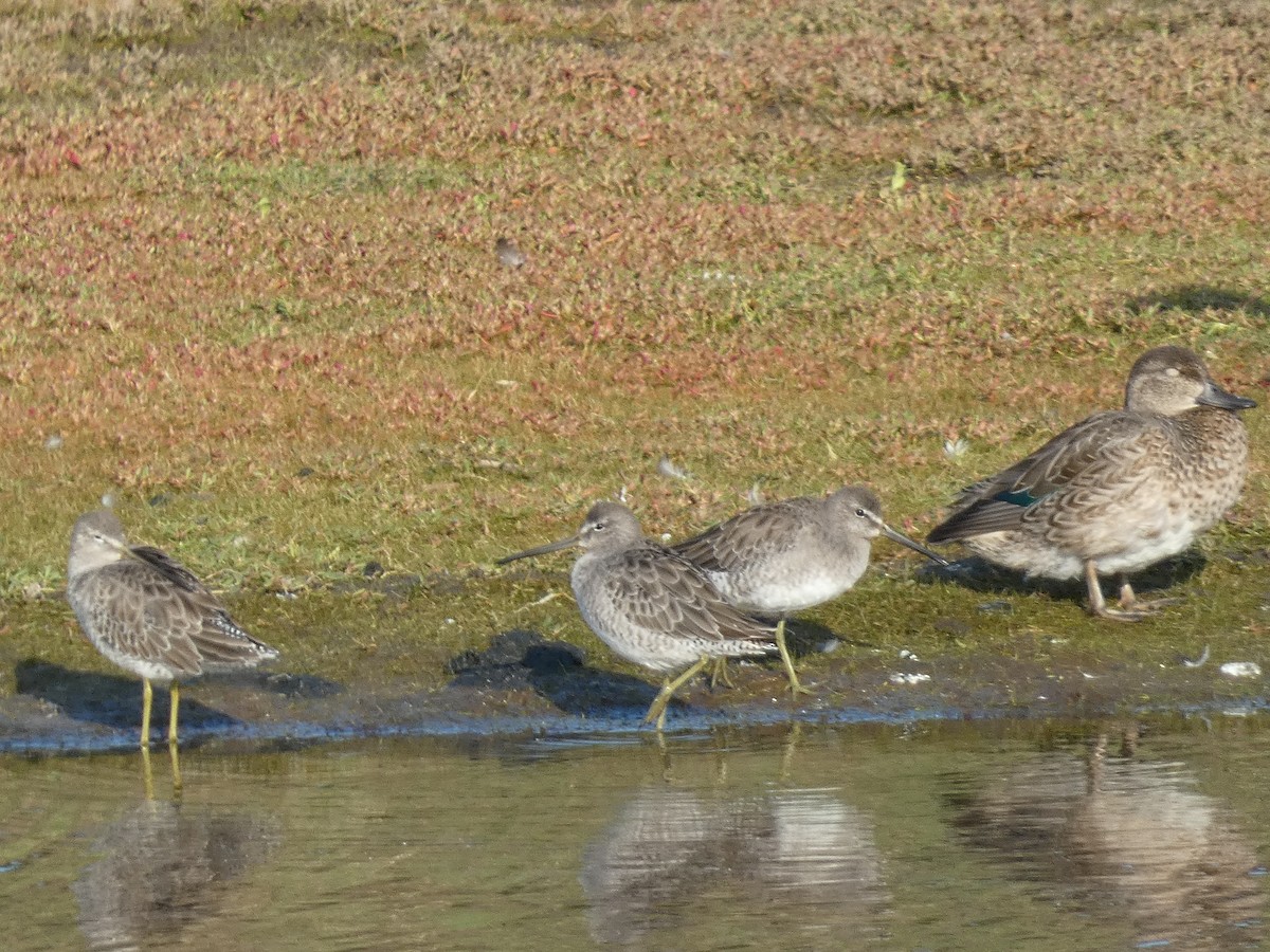 Long-billed Dowitcher - ML616844001