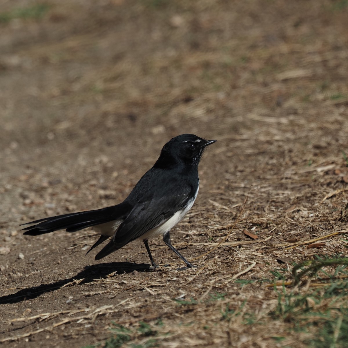 Willie-wagtail - ML616844070