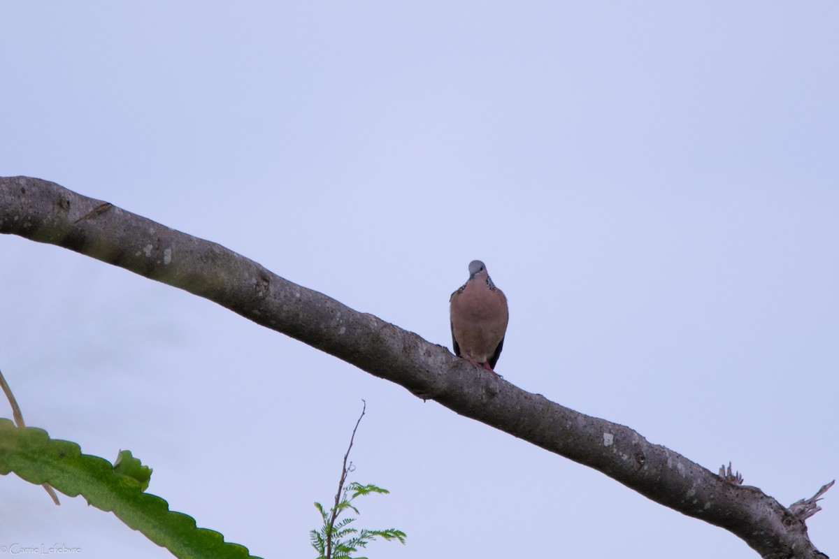 Spotted Dove - ML616844079