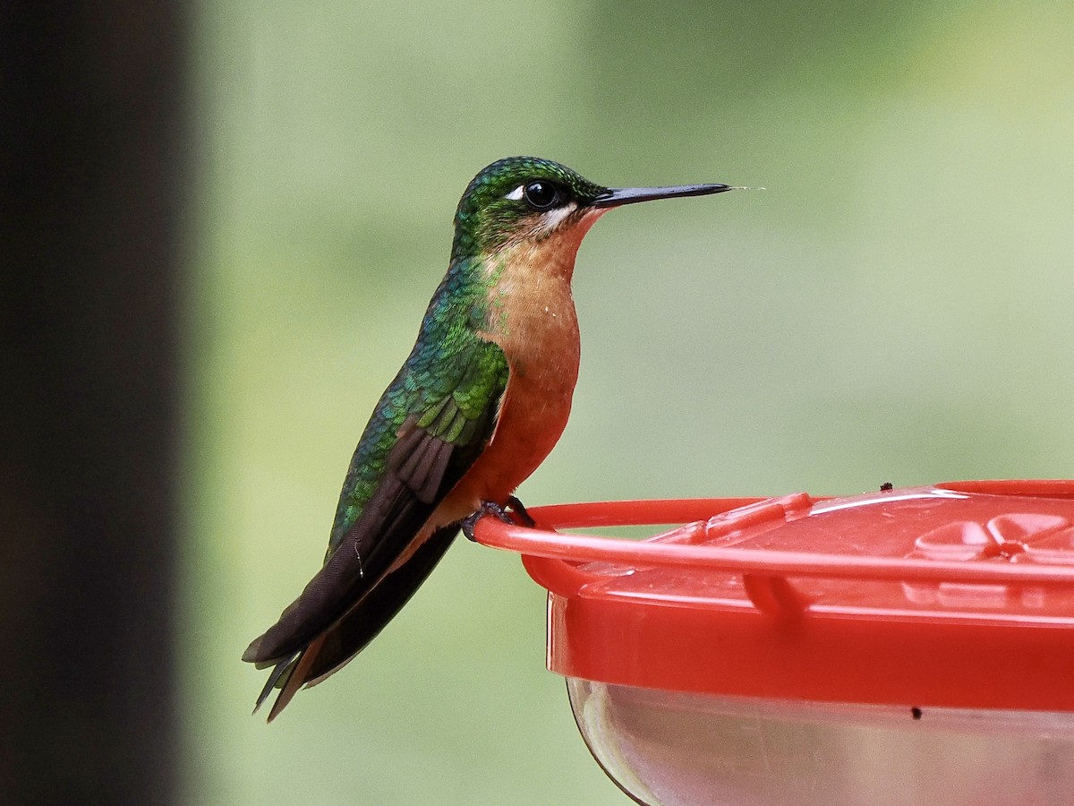 Brazilian Ruby - Gabriel Willow