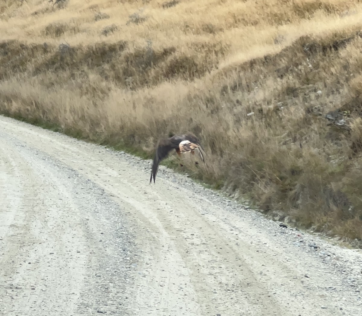 Swamp Harrier - ML616844084