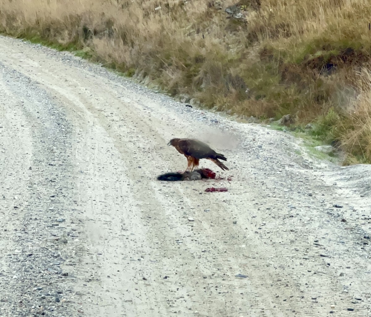 Swamp Harrier - ML616844085