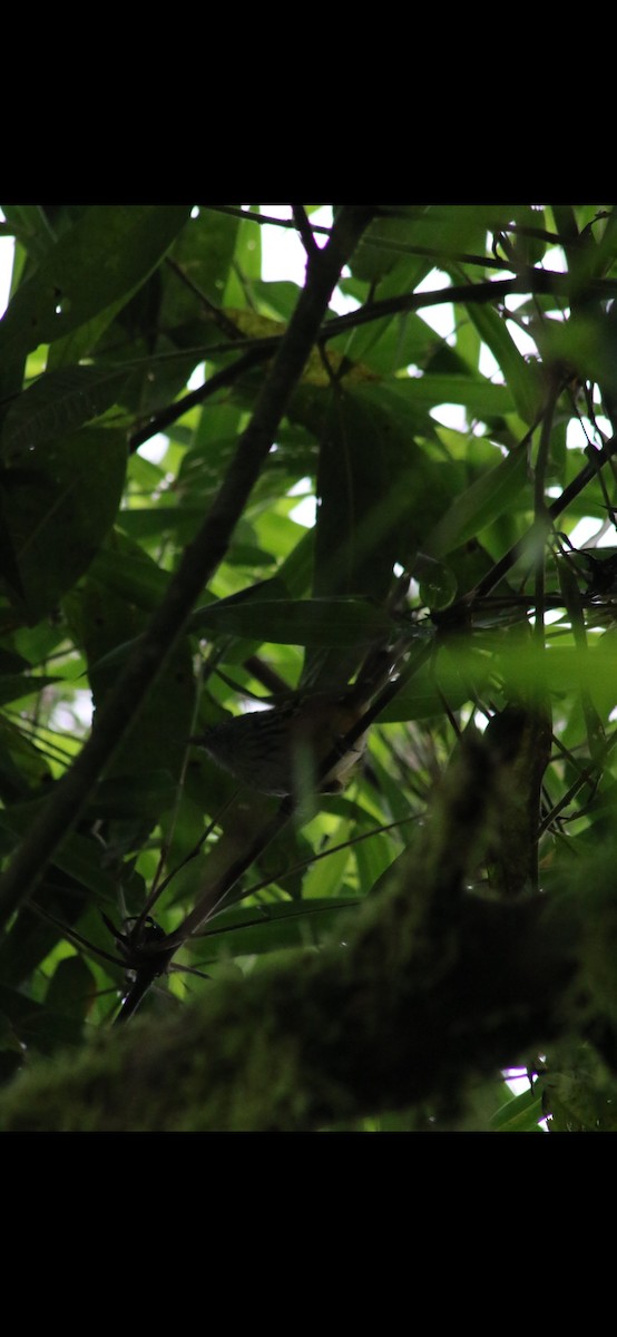 Streak-headed Antbird - ML616844331