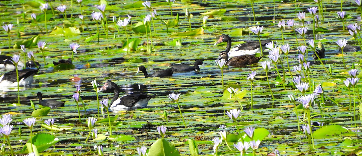 Magpie Goose - ML616844422