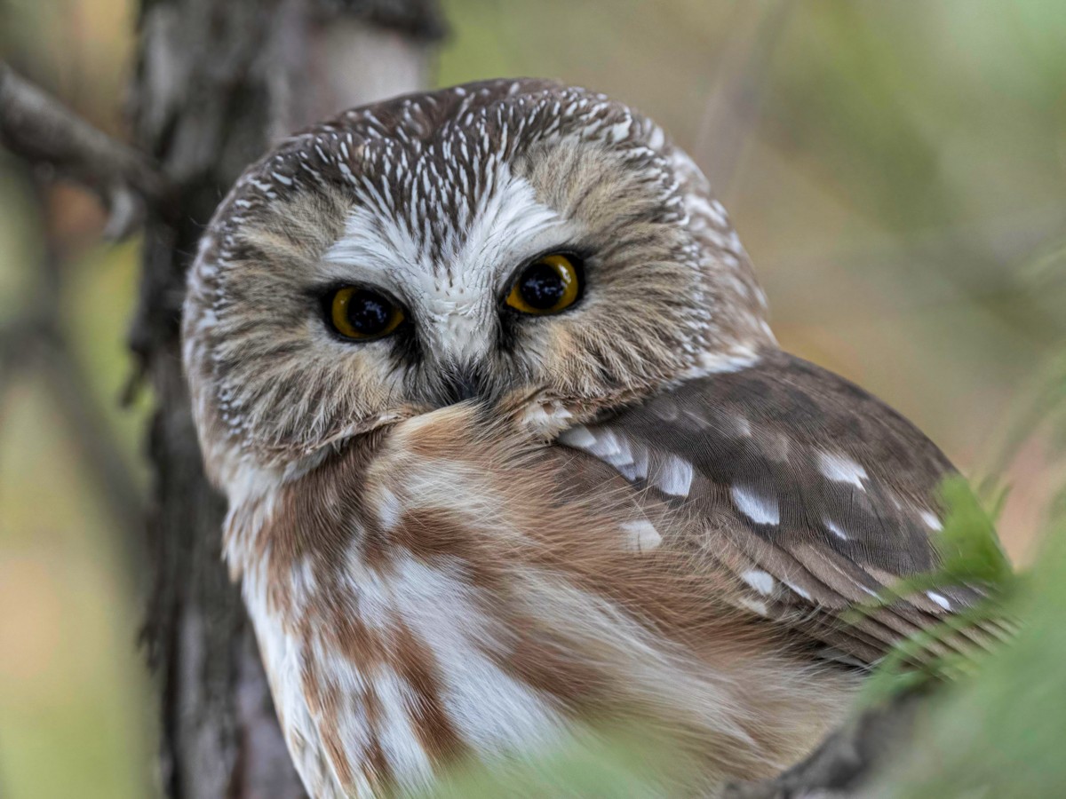 Northern Saw-whet Owl - ML616844440