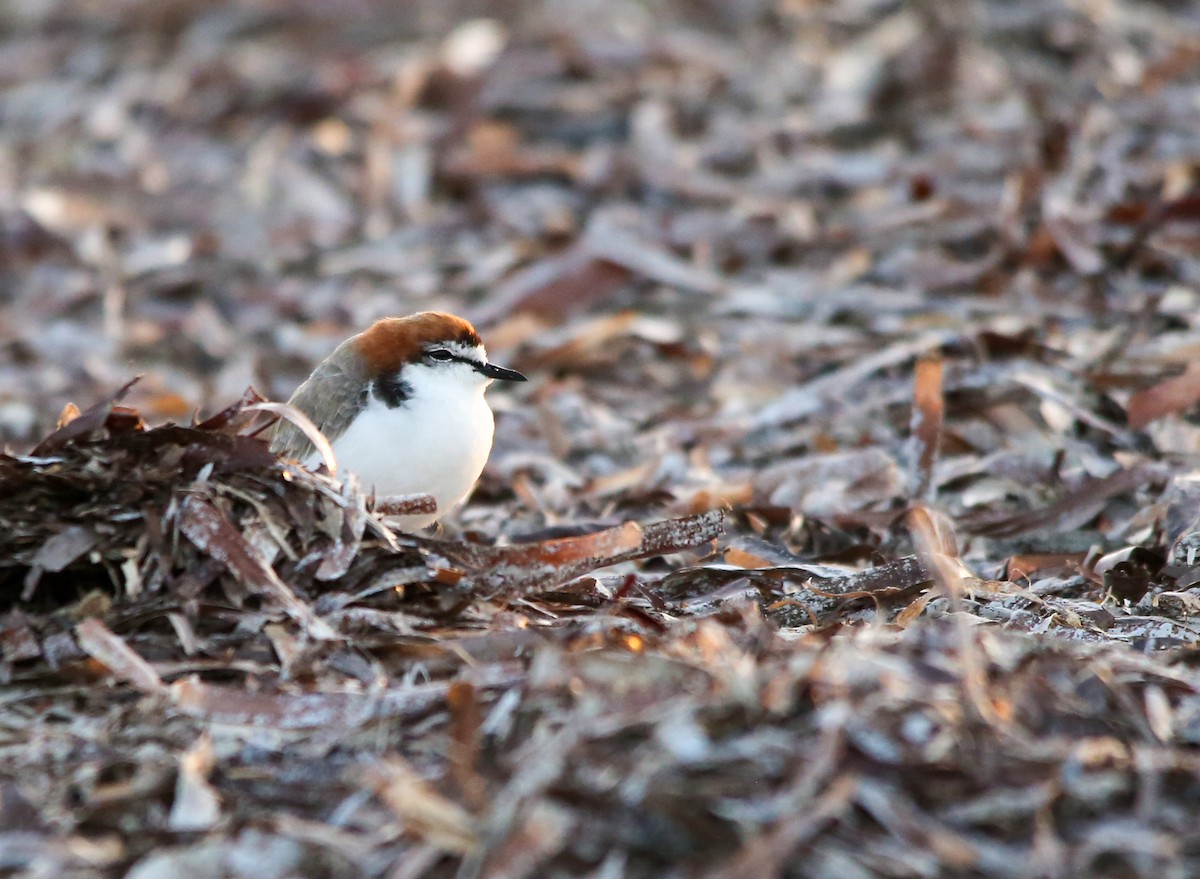 Red-capped Plover - ML616844482