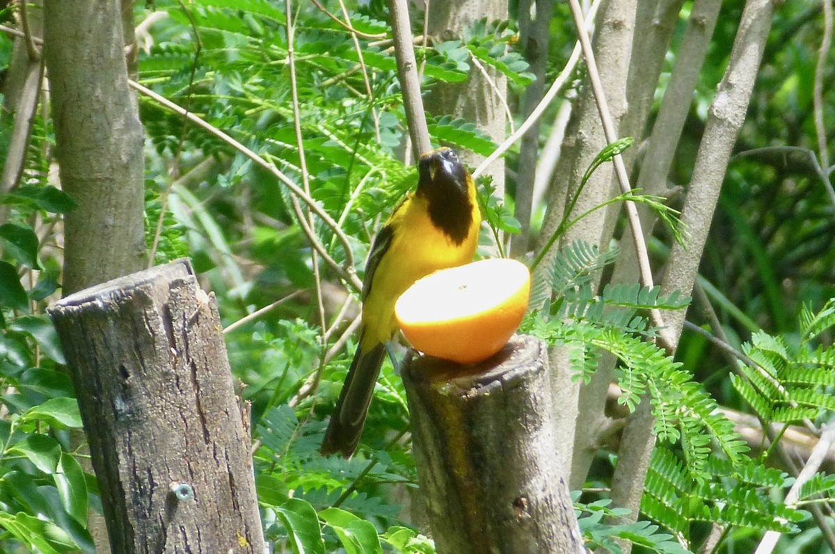 Hybride Oriole à gros bec x O. d'Audubon - ML616844506