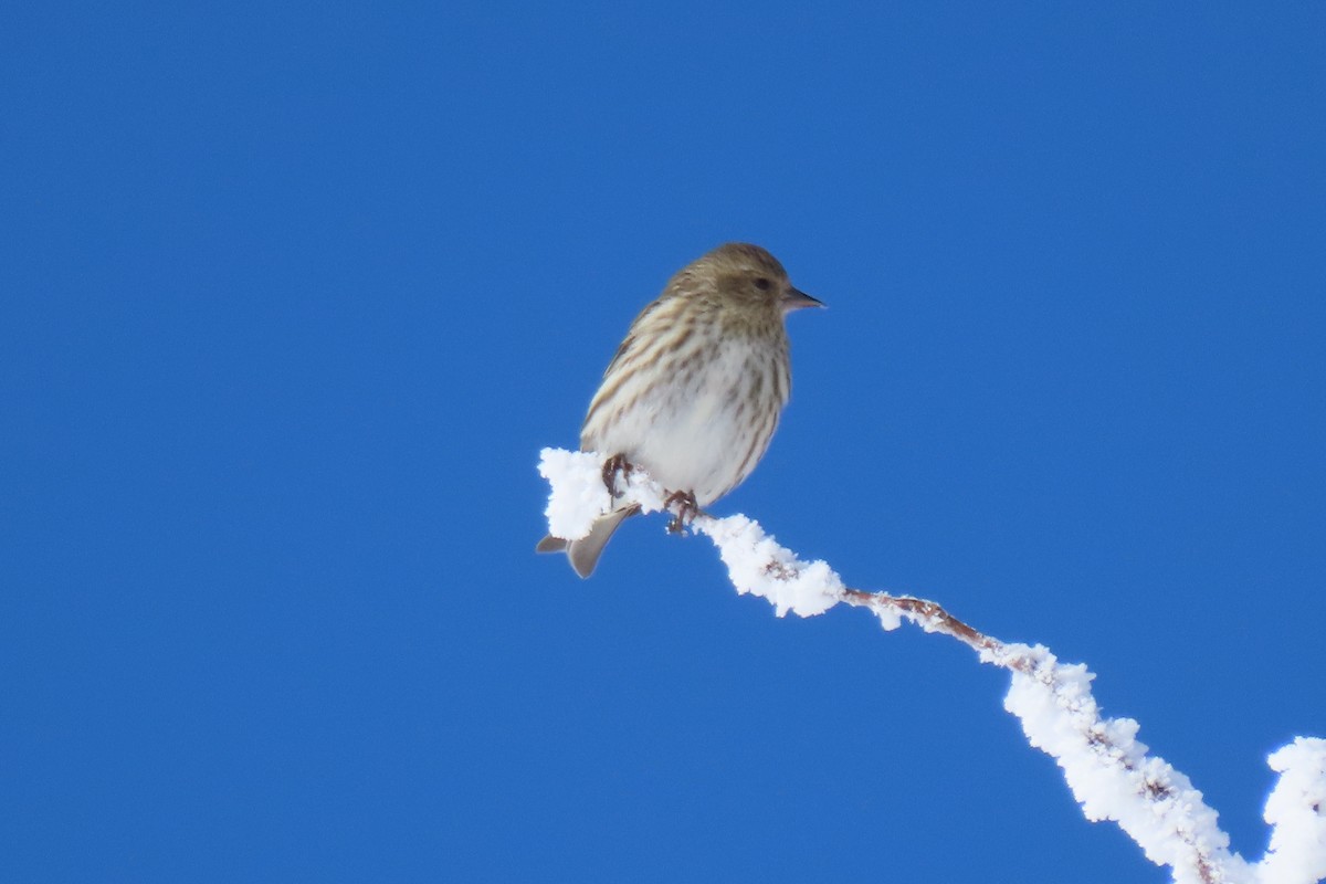 Pine Siskin - Anne Mytych