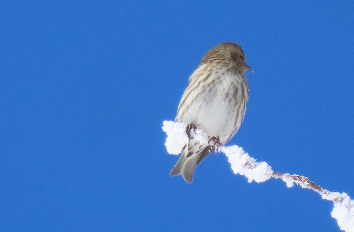 Pine Siskin - Anne Mytych