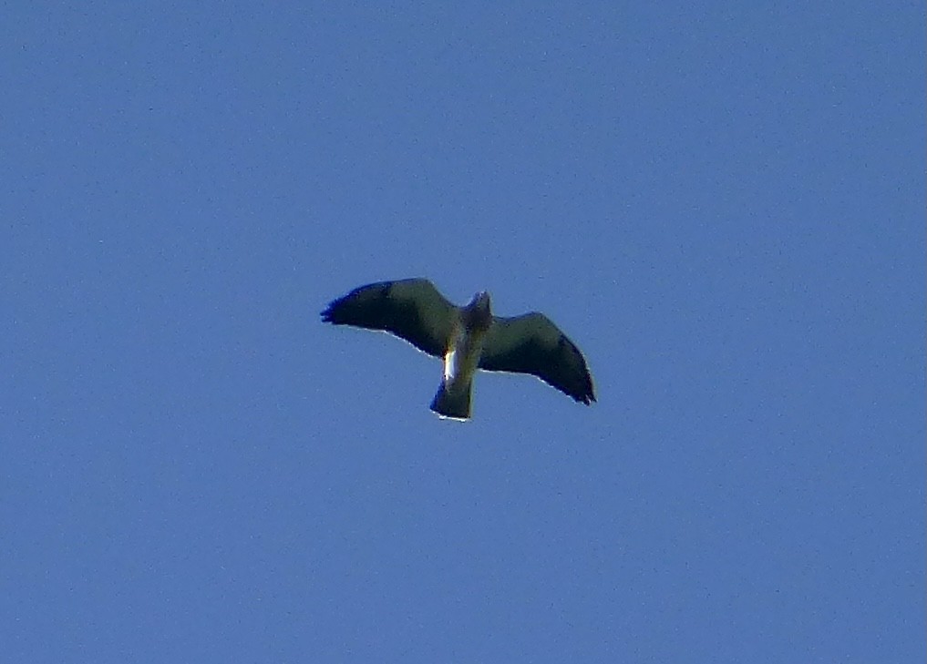 Swainson's Hawk - ML616844588