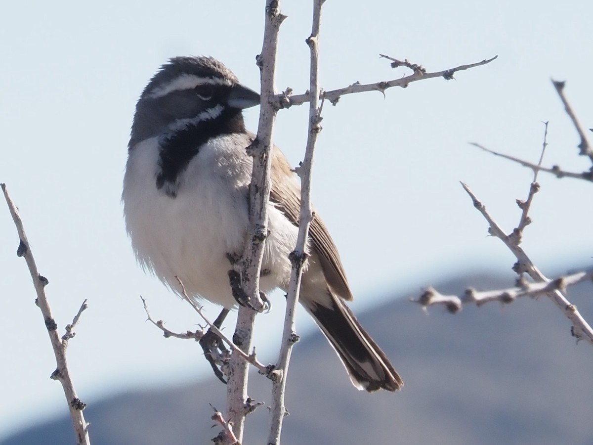 Black-throated Sparrow - ML616844629