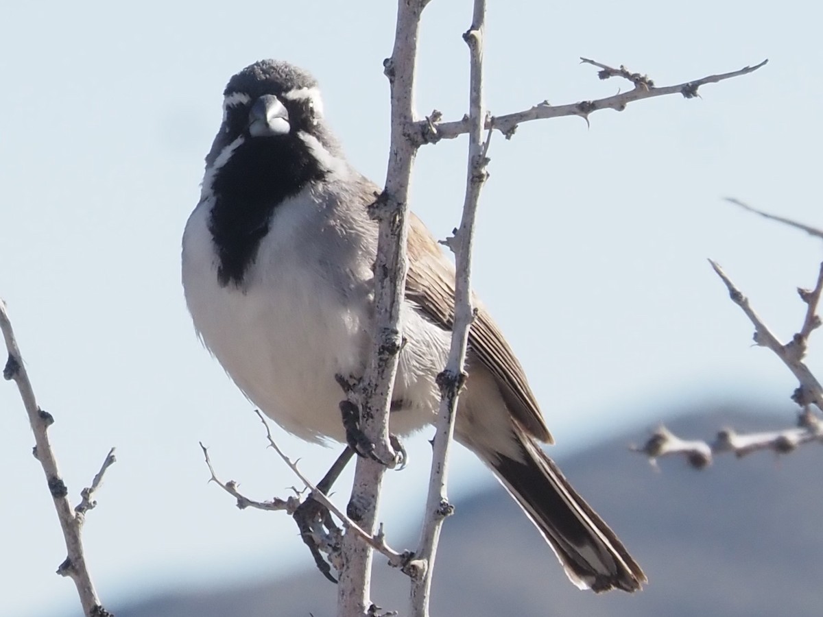 Black-throated Sparrow - ML616844630
