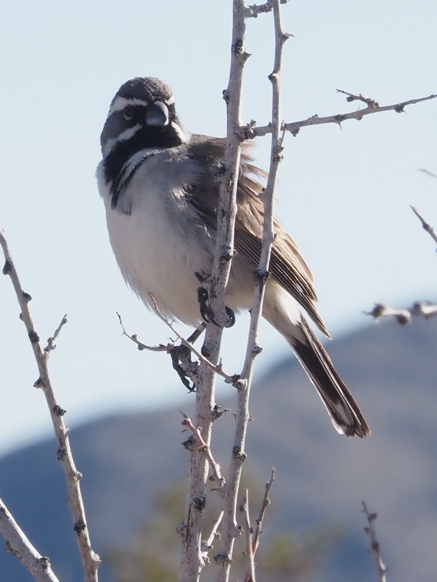 Black-throated Sparrow - ML616844631