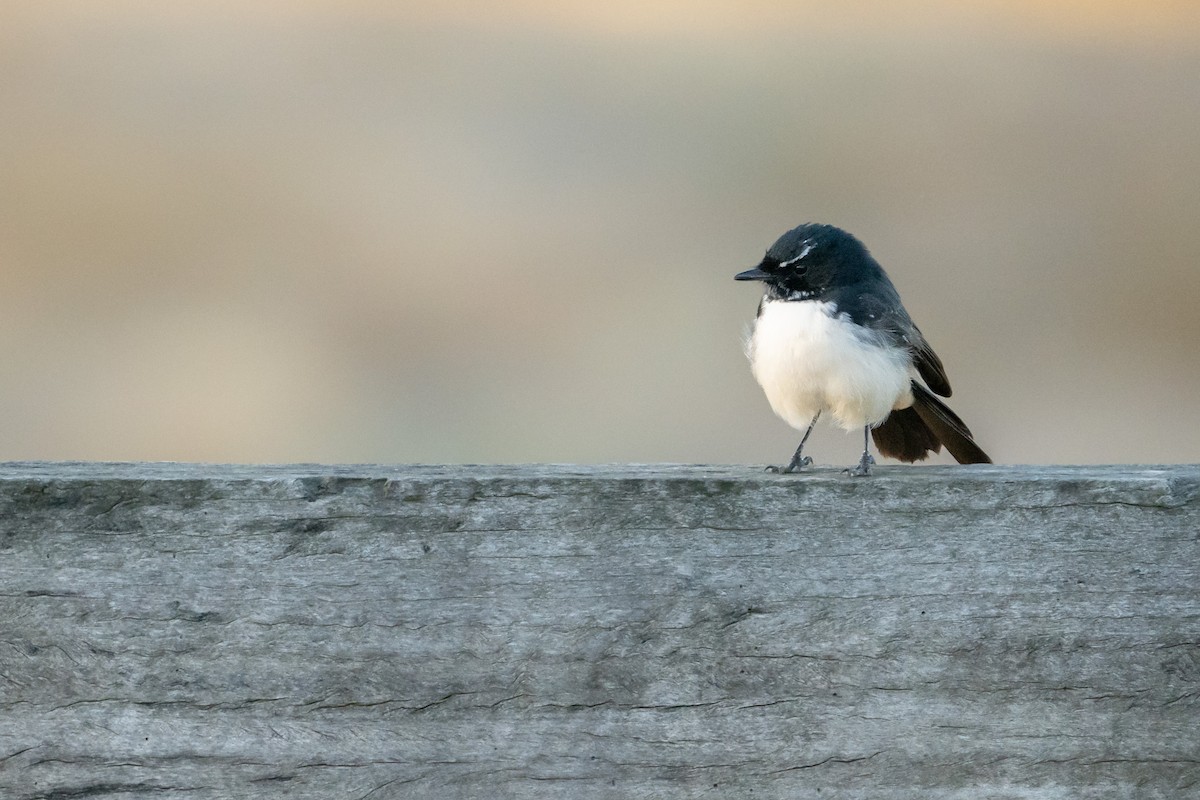 Willie-wagtail - ML616844676