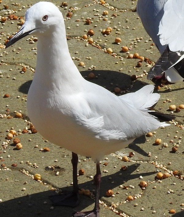 Slender-billed Gull - ML616844728