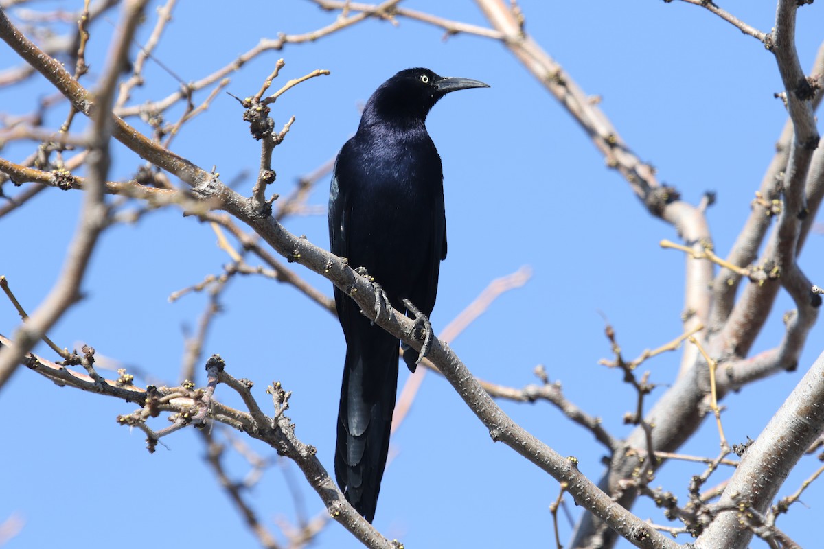 Great-tailed Grackle - ML616844760