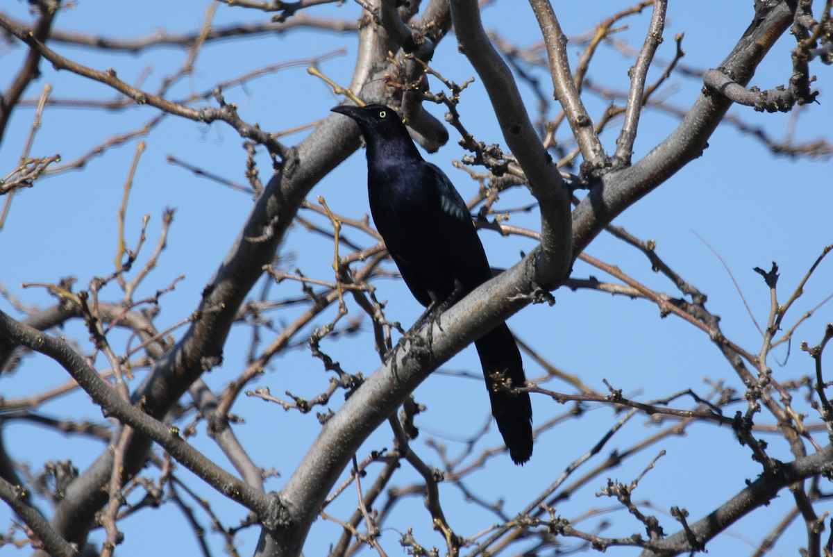 Great-tailed Grackle - ML616844762