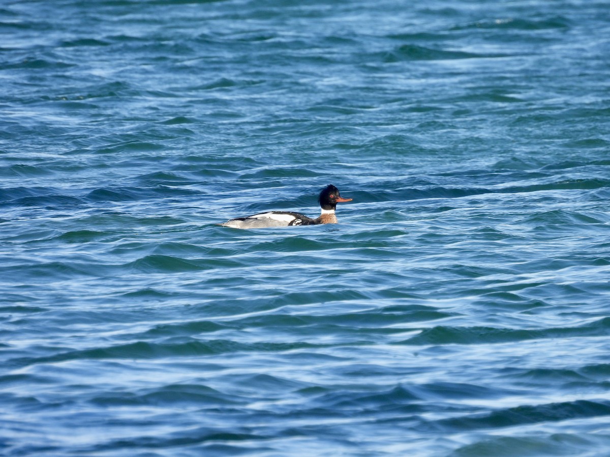 Red-breasted Merganser - Laurie Miraglia