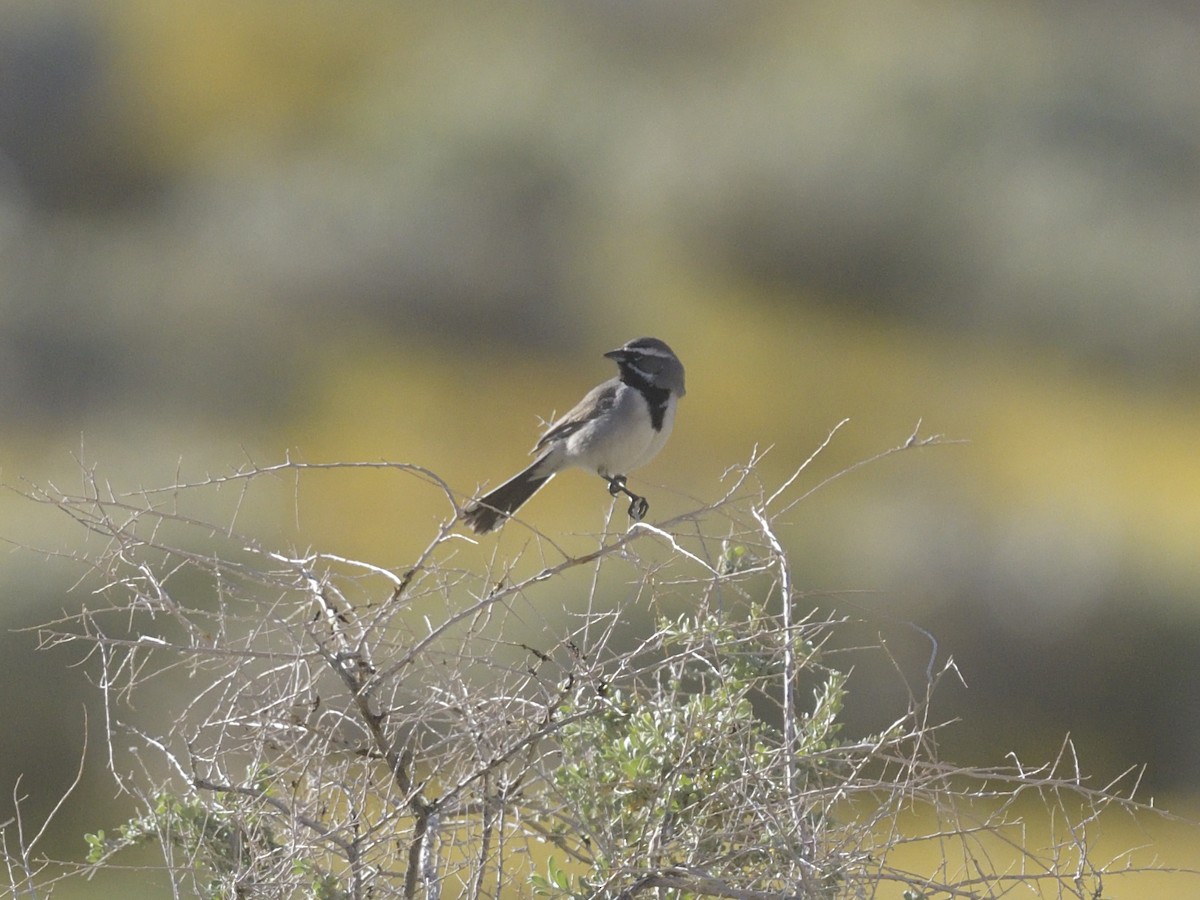 Black-throated Sparrow - Alan Bade