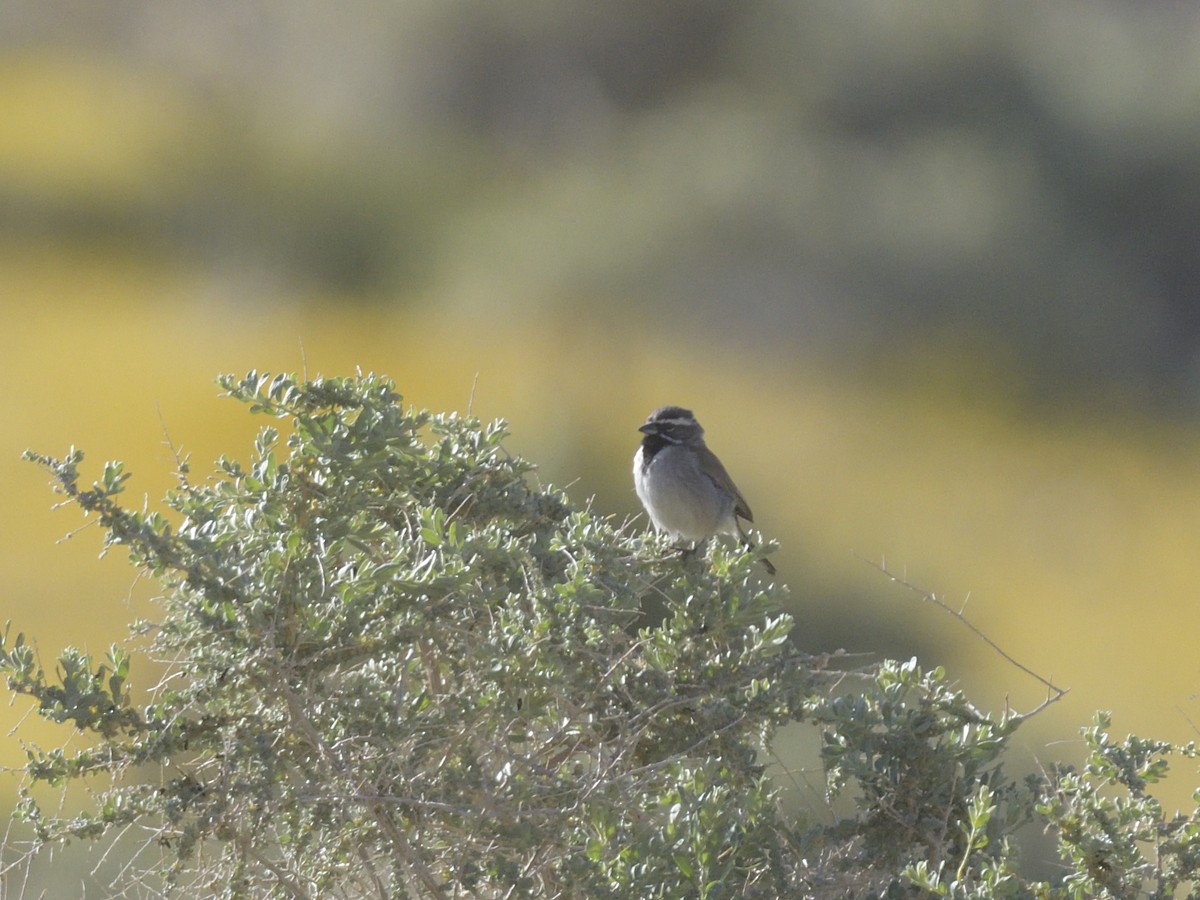 Black-throated Sparrow - Alan Bade