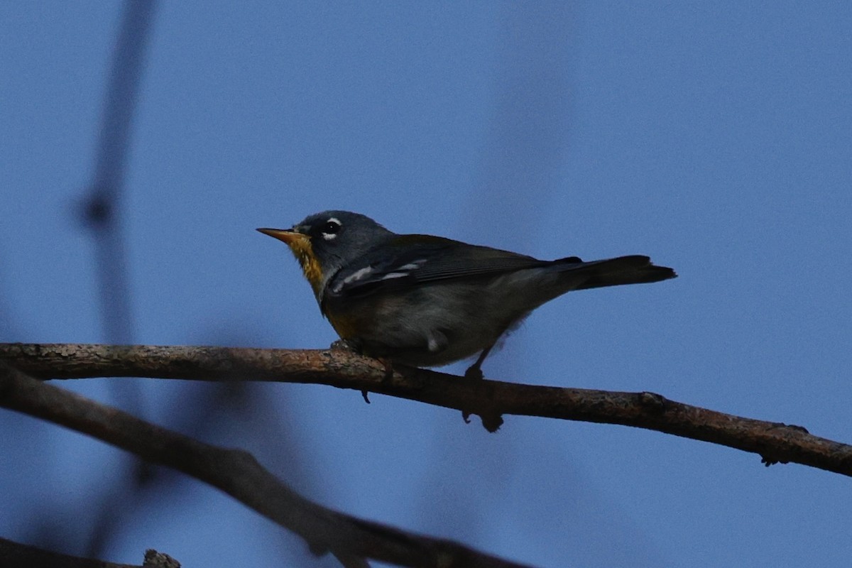 Northern Parula - ML616844942