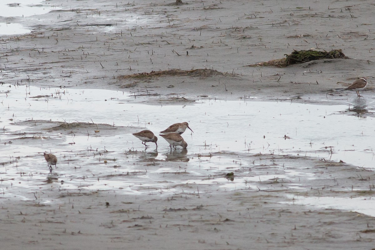 Dunlin - ML616844975