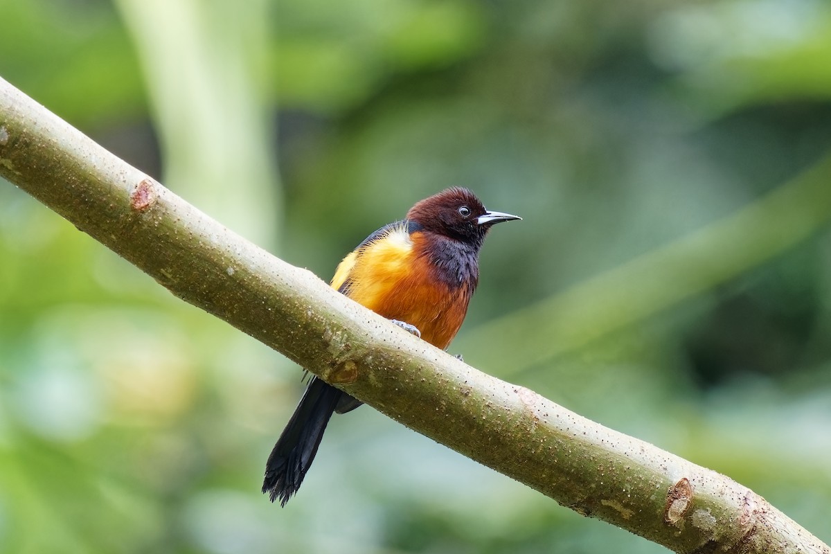 Martinique Oriole - ML616844998