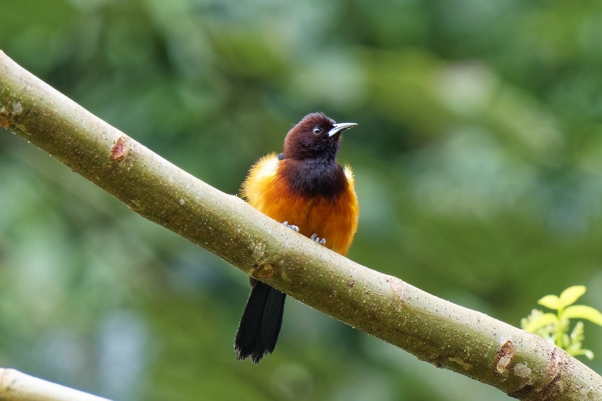 Martinique Oriole - ML616845027