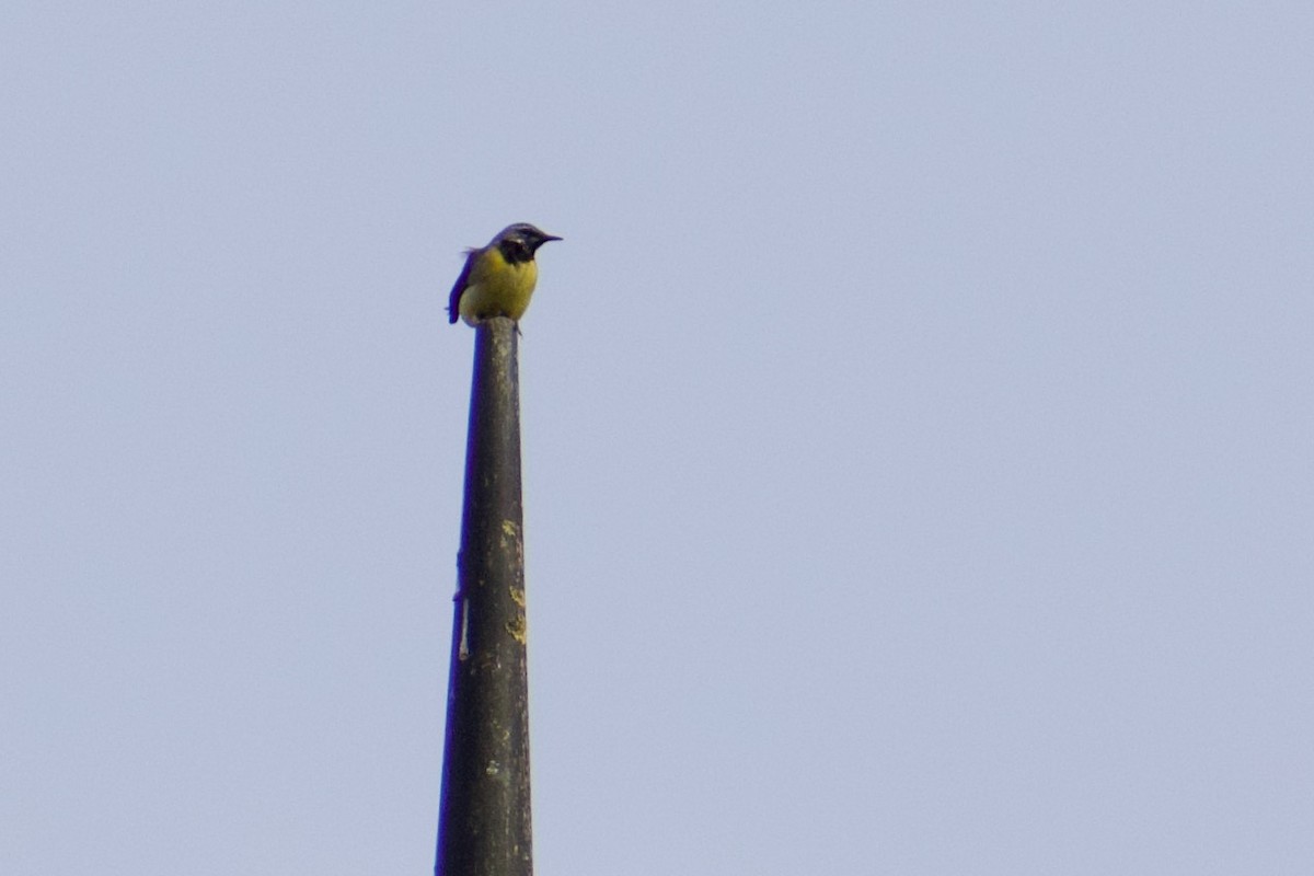 Gray Wagtail - ML616845029