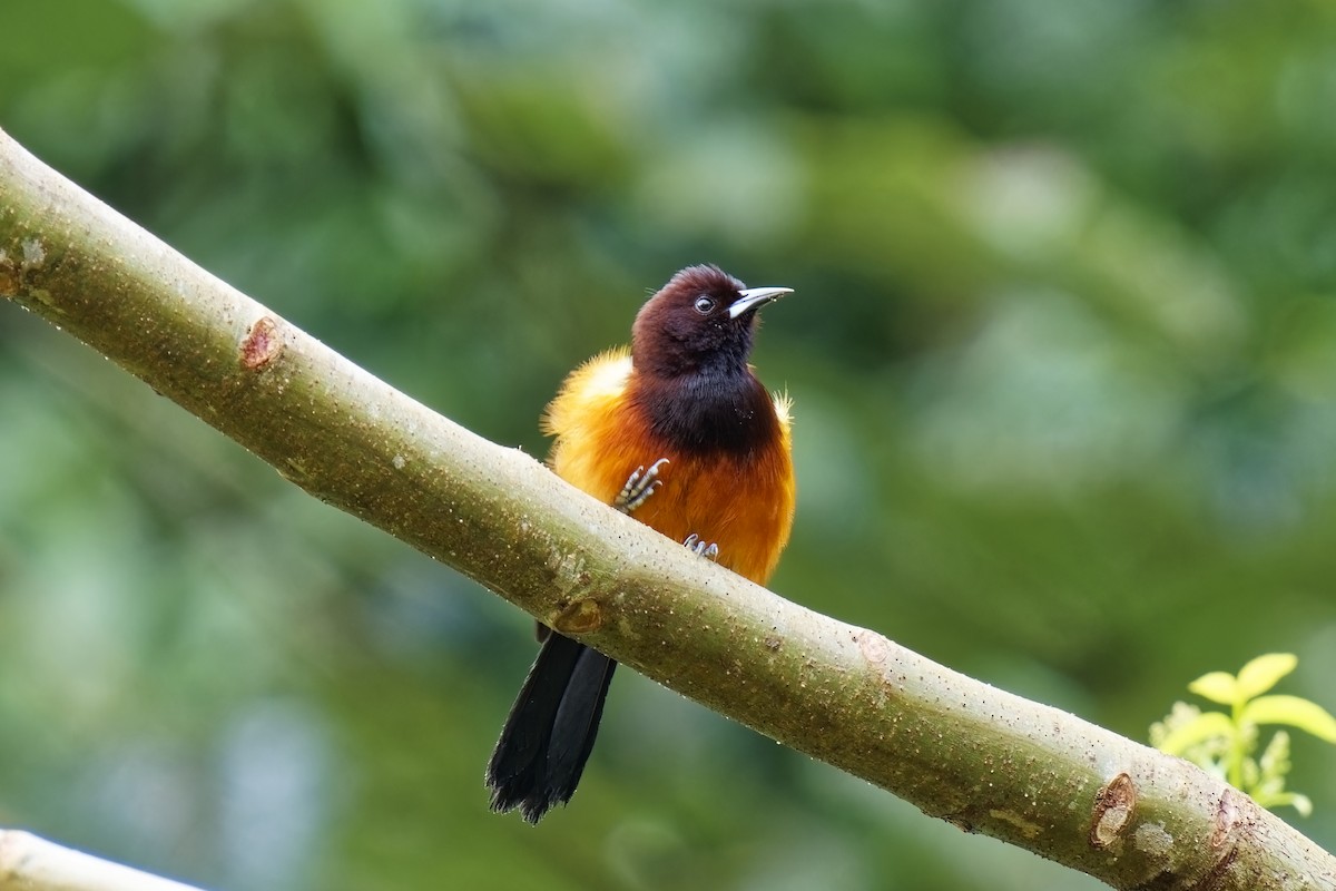 Martinique Oriole - ML616845030