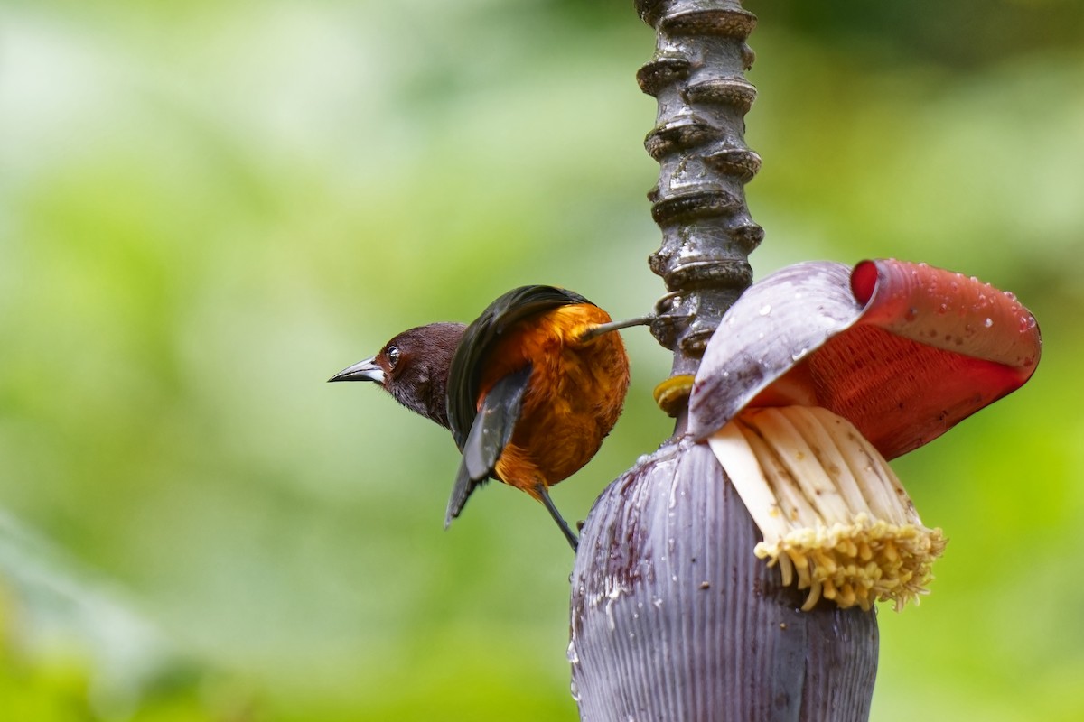 Martinique Oriole - ML616845039