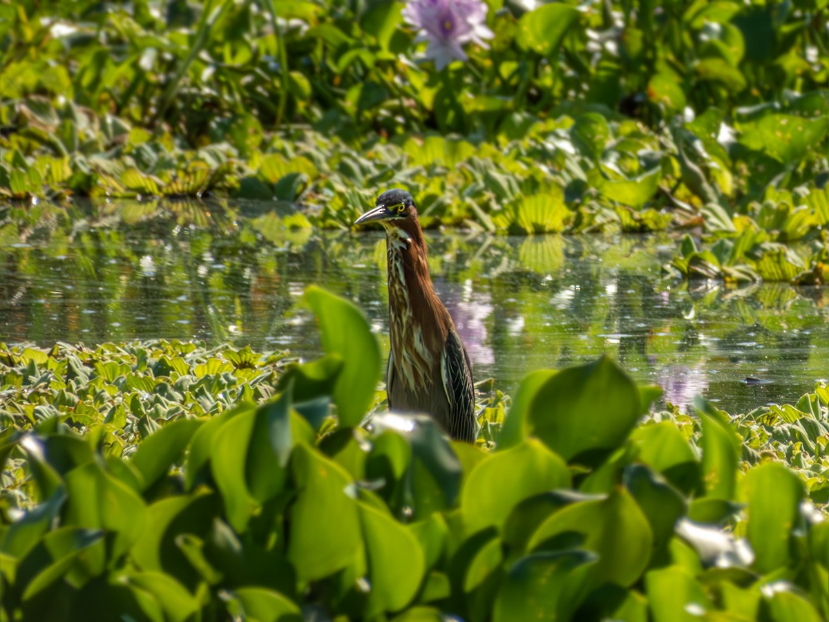 Green Heron - ML616845052