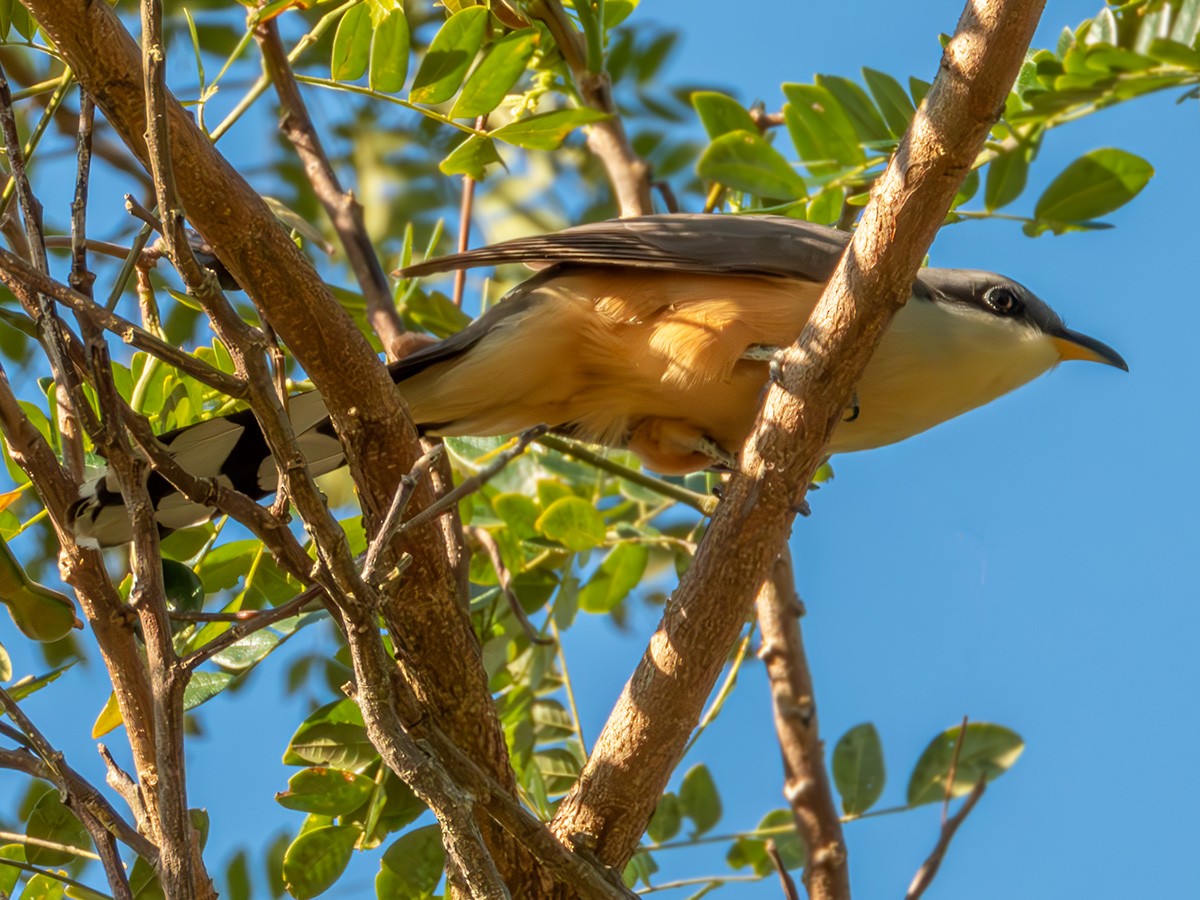 Mangrove Cuckoo - ML616845057