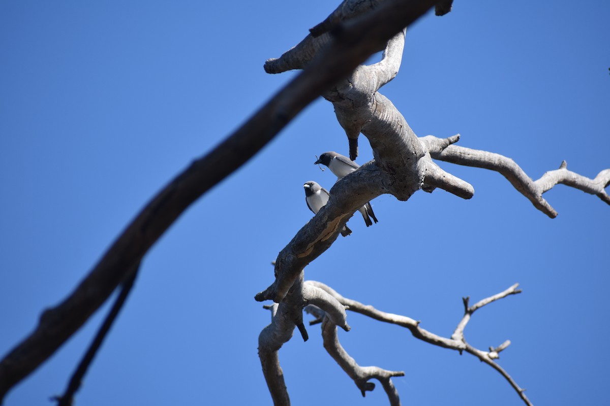 White-breasted Woodswallow - ML616845091