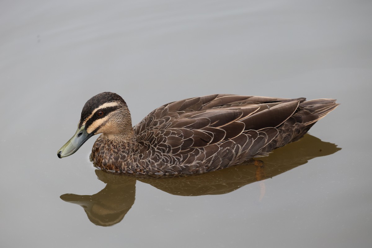 Pacific Black Duck - ML616845132
