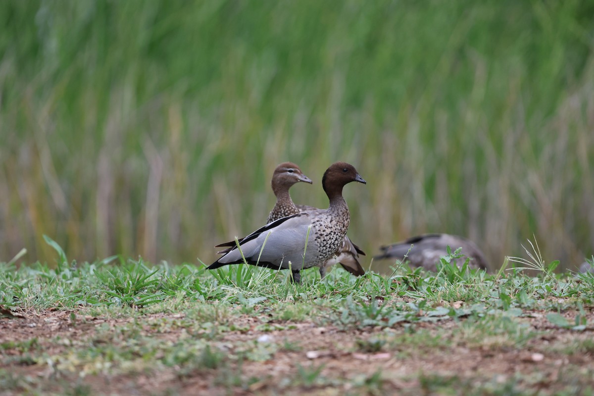 Maned Duck - ML616845156