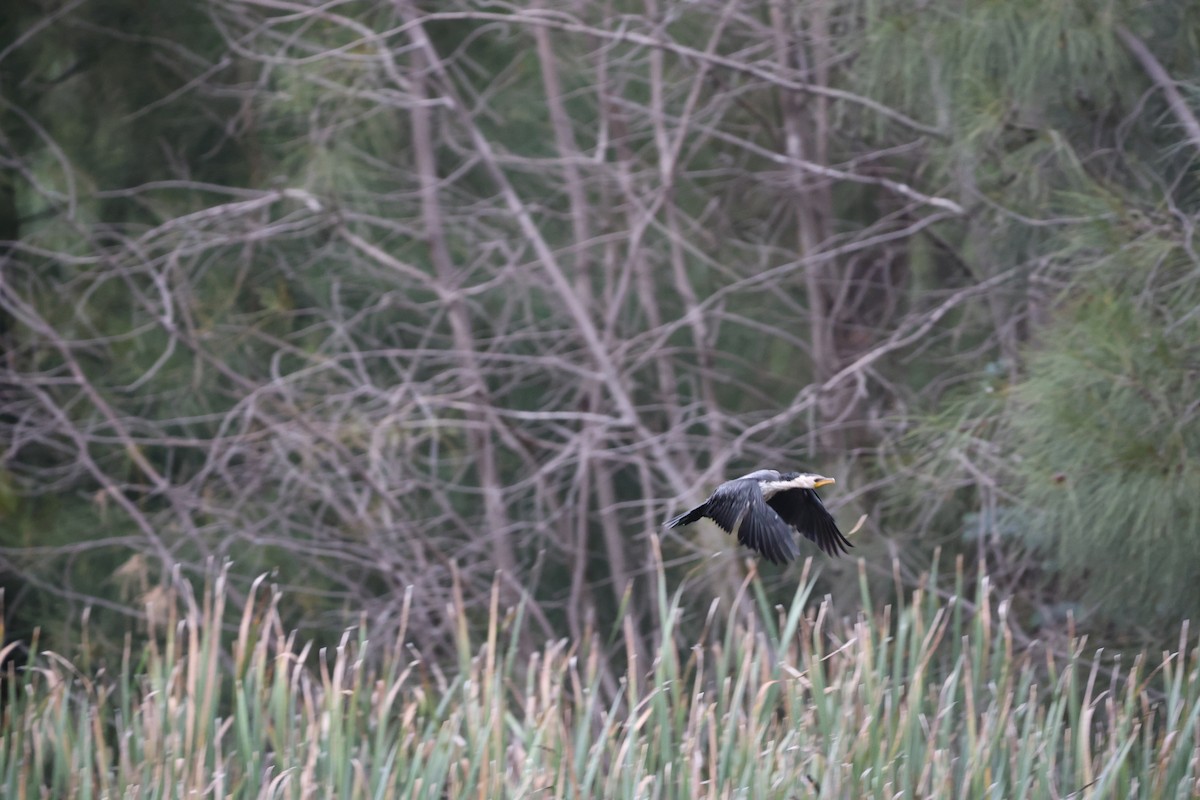 Little Pied Cormorant - ML616845182