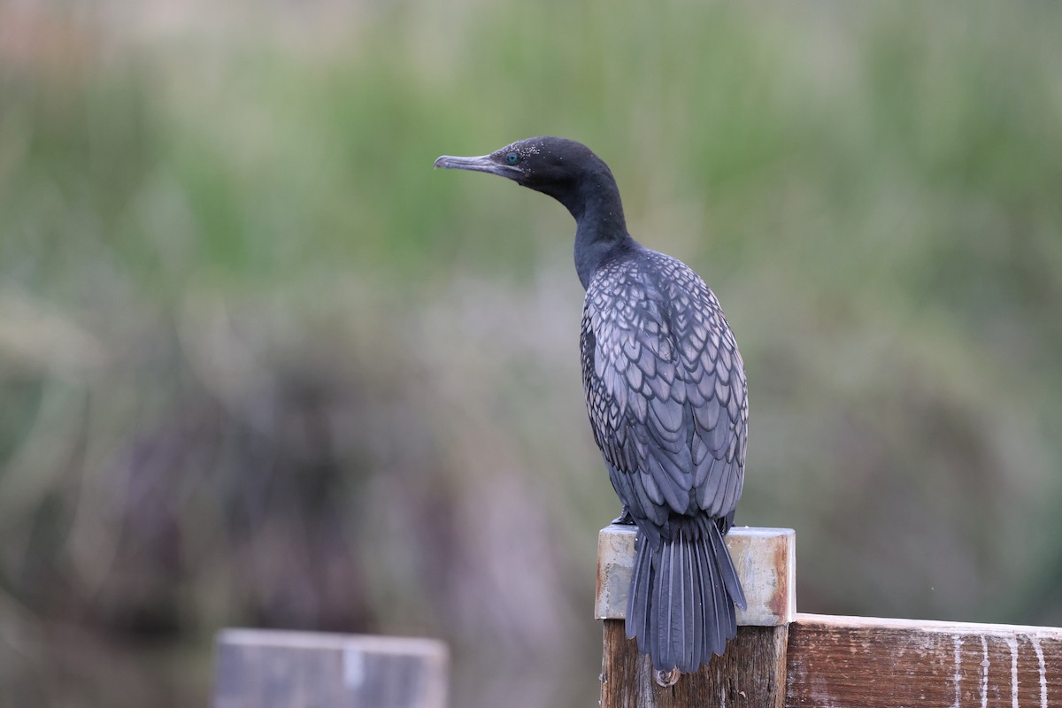 Little Black Cormorant - ML616845196