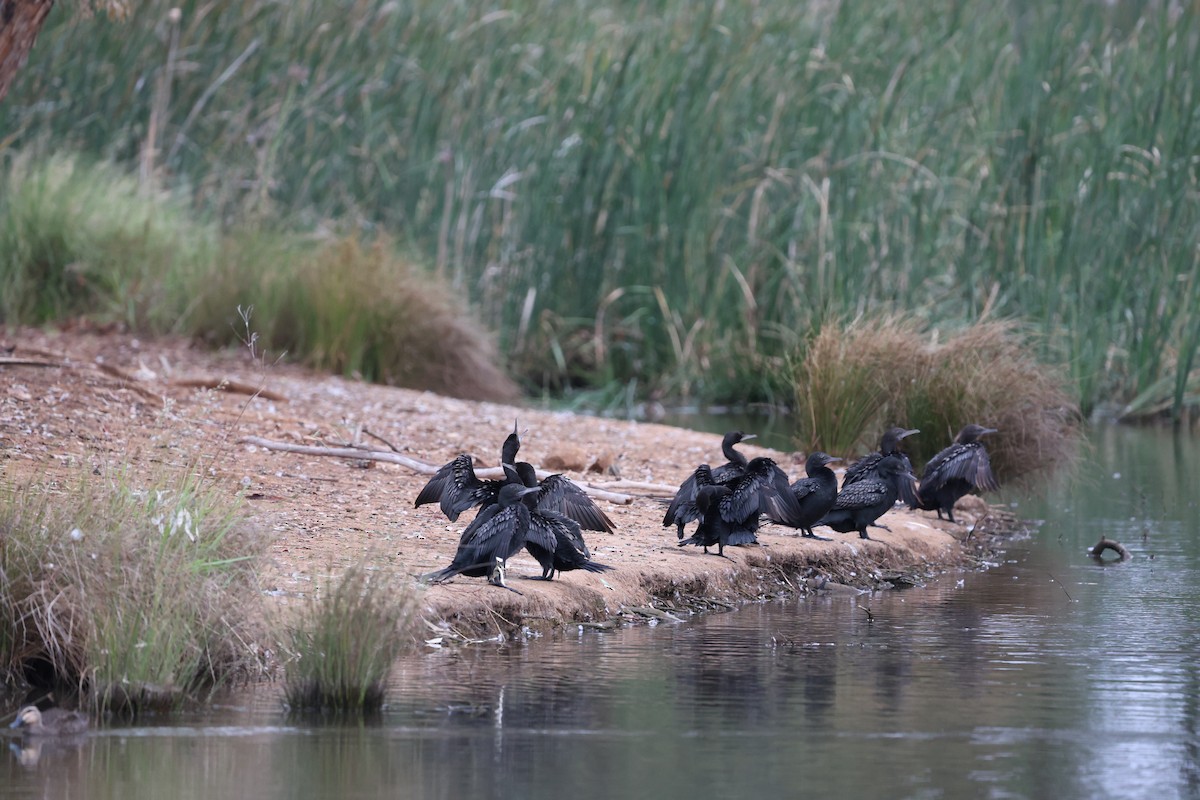 Little Black Cormorant - ML616845212