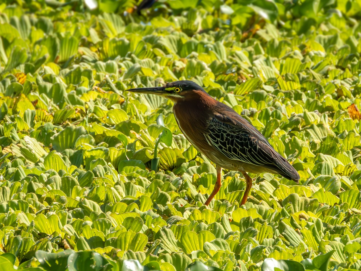 Green Heron - ML616845233