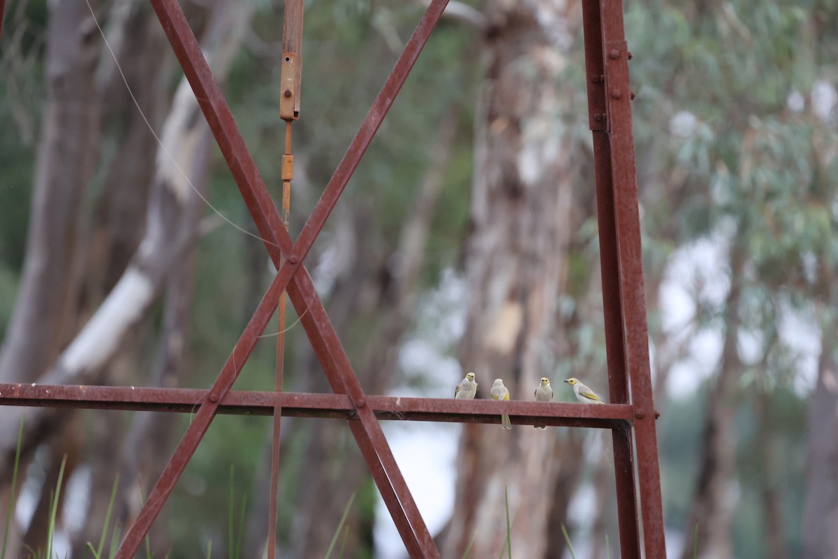 White-plumed Honeyeater - Andrew McLennan