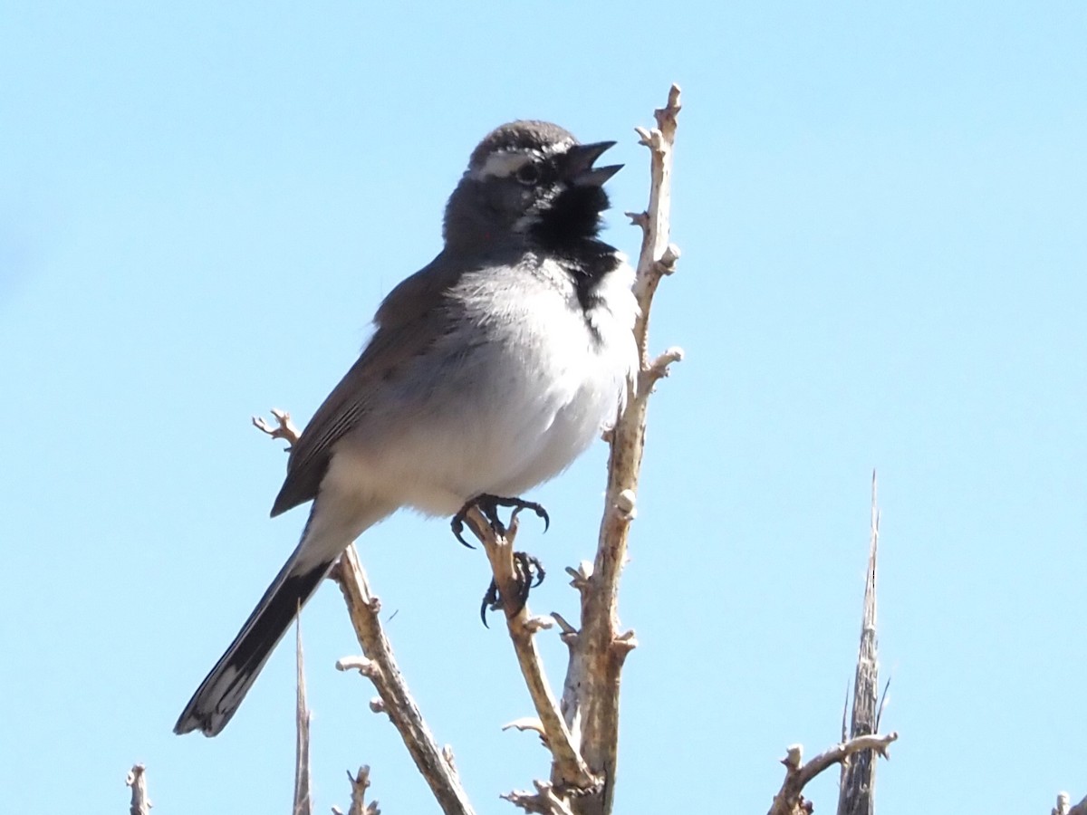Black-throated Sparrow - ML616845282
