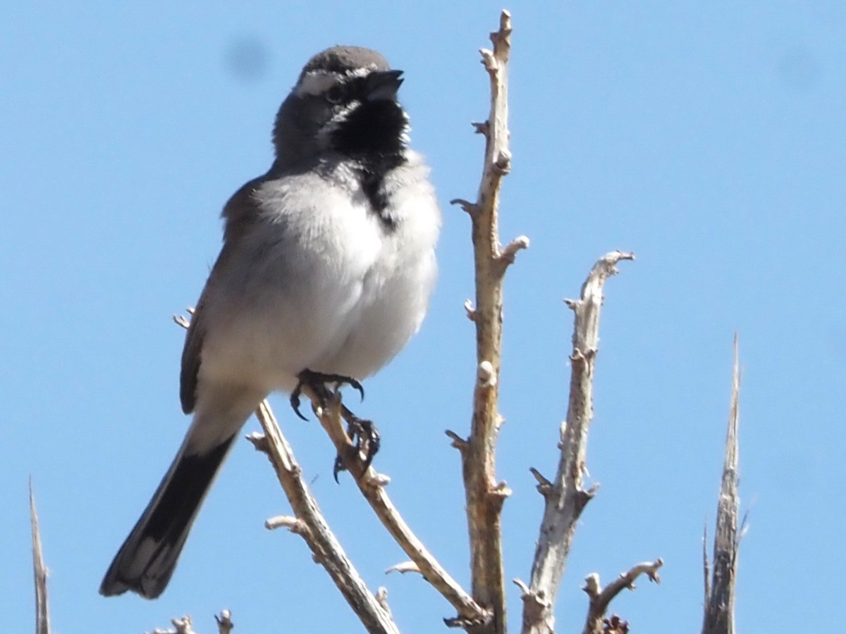 Black-throated Sparrow - ML616845283