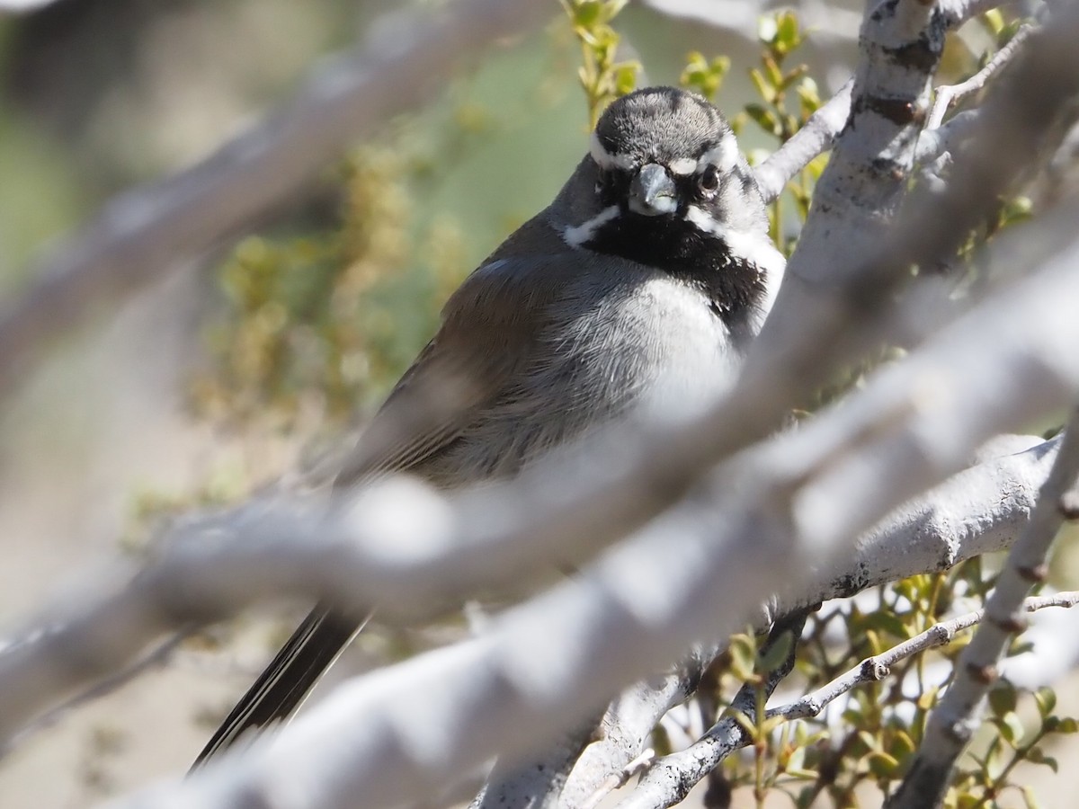 Black-throated Sparrow - ML616845284