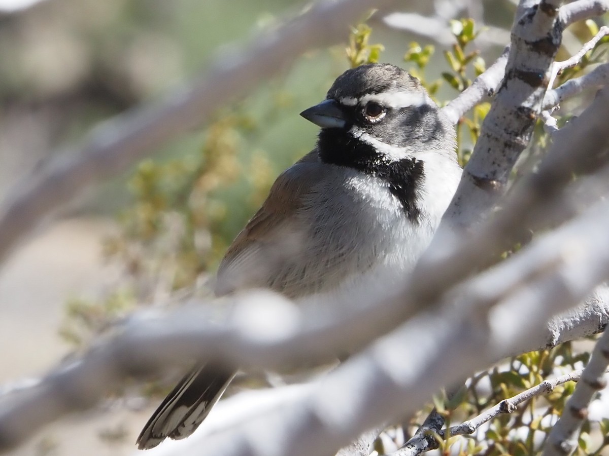 Black-throated Sparrow - ML616845285