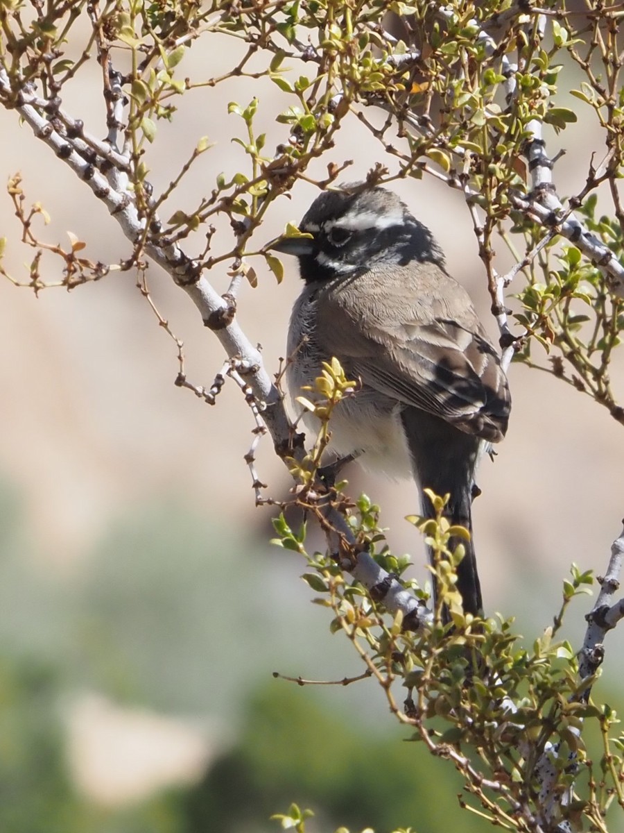 Black-throated Sparrow - ML616845286